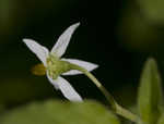 Black nightshade